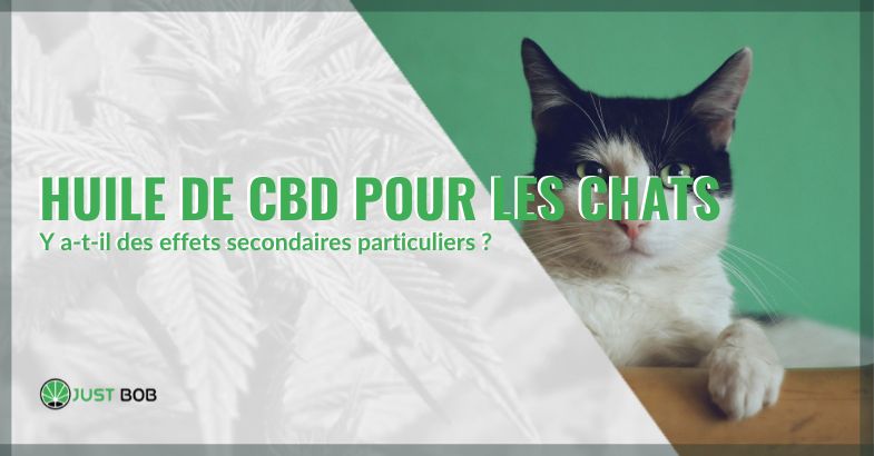 L'huile de CBD pour les chats : y a-t-il des effets secondaires particuliers ? | Justbob
