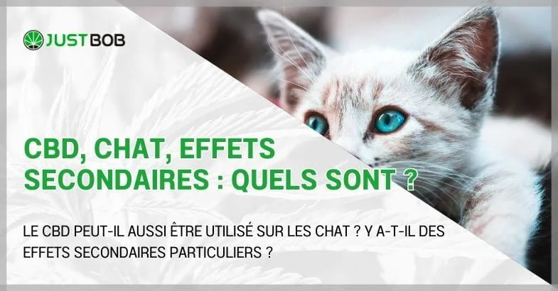 cbd-et-chat CBD, chat, effets secondaires : quels sont ?