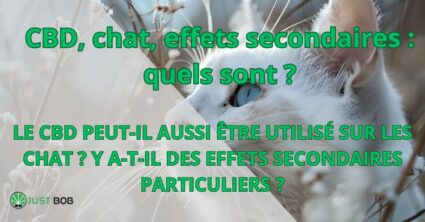 CBD, chat, effets secondaires : quels sont ?