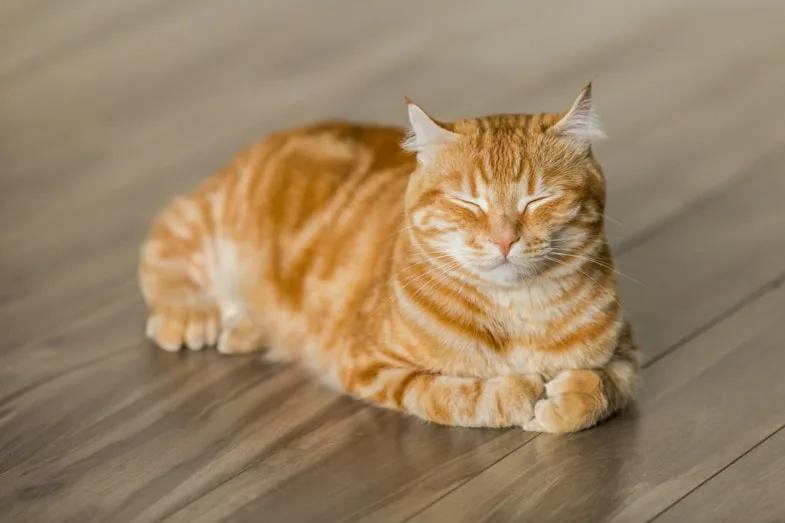 chat-relaxant Chat détendu après avoir pris du CBD | Justbob