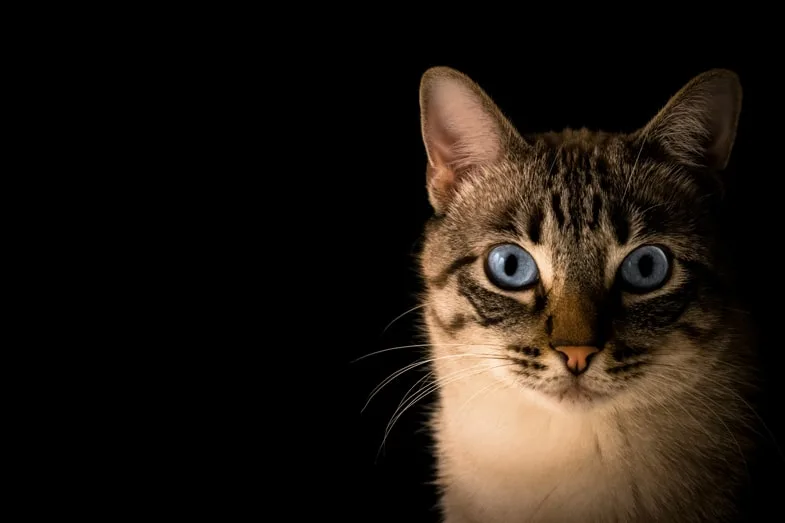 chat-yeux-bleus Chat aux yeux bleus regardant l'objectif | Justbob