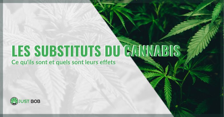 substituts du cannabis | Justbob