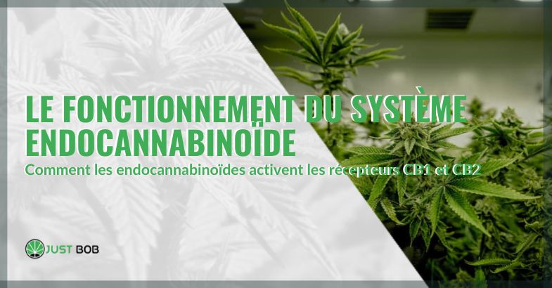 Le fonctionnement du système endocannabinoïde | Justbob