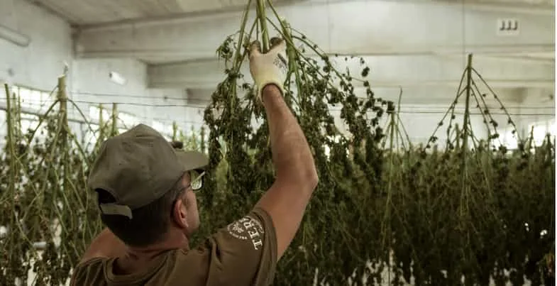 Cultivateur en casquette suspendant des branches de cannabis récoltées à une corde tendue dans un local de séchage professionnel à l'atmosphère contrôlée