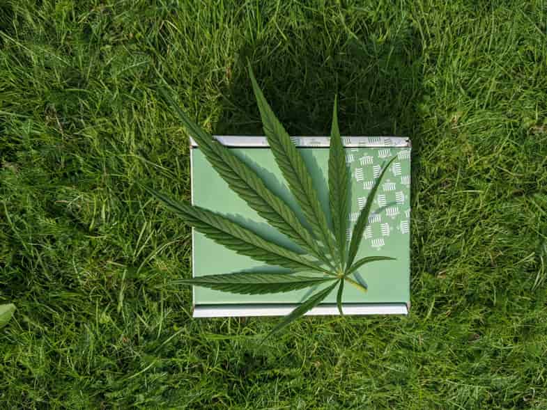 feuille de marijuana en plein air dans une prairie luxuriante | Justbob