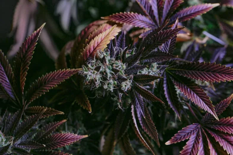 Fleur de marijuana en macro illustrant les ressources documentaires sur les substances psychoactives et la prévention en santé publique