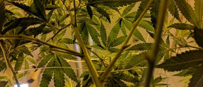 Plante de cannabis verte aux feuilles palmées photographiée depuis le sol vers la canopée sous éclairage horticole illustrant la maturité avant récolte et séchage