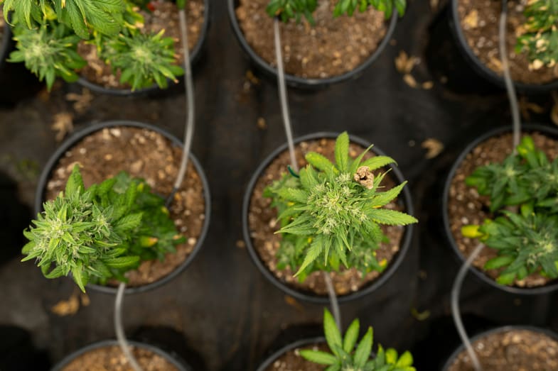 plants de marijuana cultivés en pots | Justbob