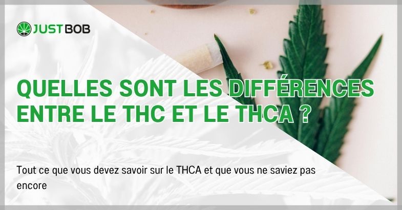 Quelles sont les différences entre le THC et le THCA ?
