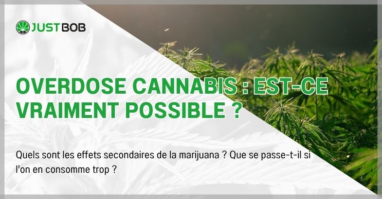 Overdose cannabis : est-ce vraiment possible ?