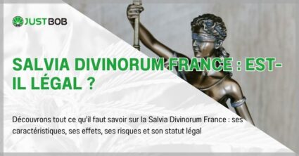 Salvia Divinorum France : est-il légal ?