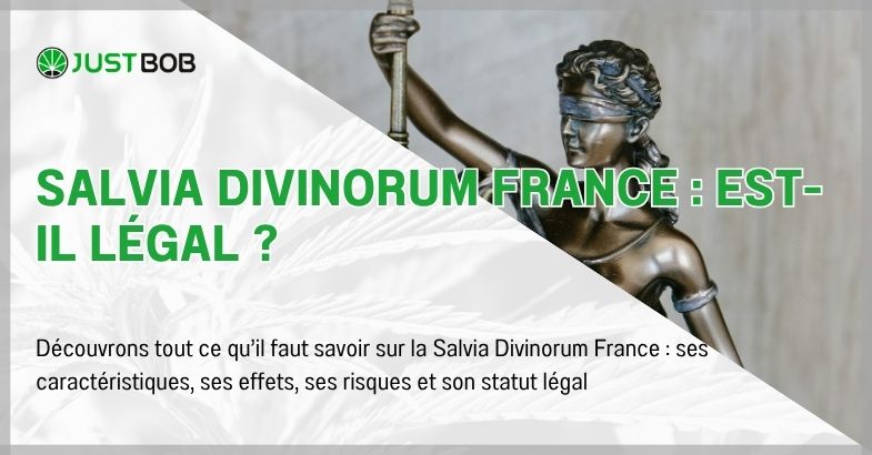 Salvia Divinorum France : est-il légal ?