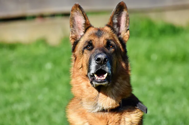 Berger allemand chien de détection canine entraîné pour la recherche de substances par les services français