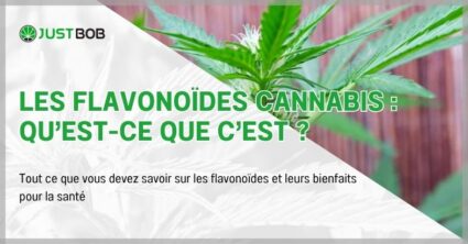 Les flavonoïdes cannabis : qu’est-ce que c’est ?