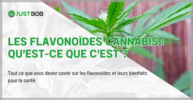 Les flavonoïdes cannabis : qu’est-ce que c’est ?