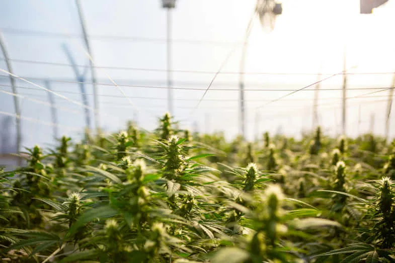 plantes-de-marijuana-en-serre-intérieure Culture extensive de marijuana en serre | Justbob