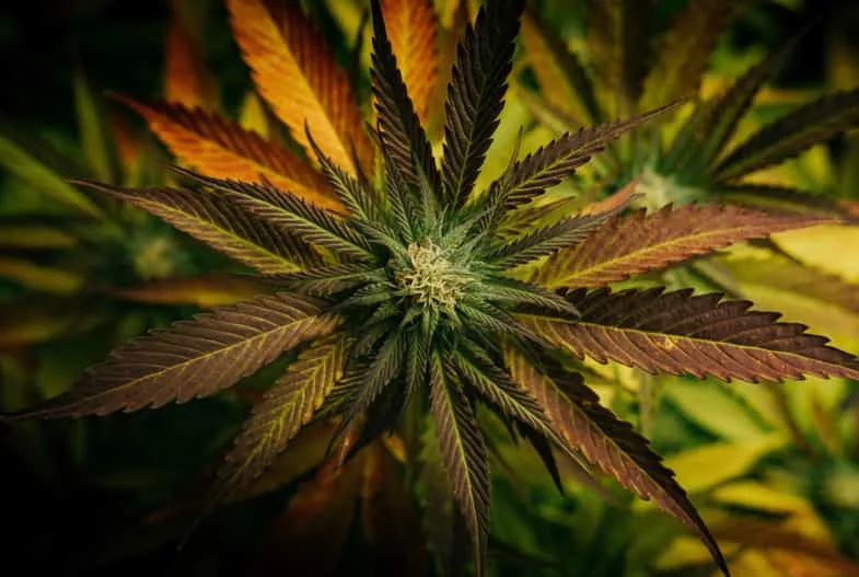 cannabis plante rouge cannabis plante rouge | just bob