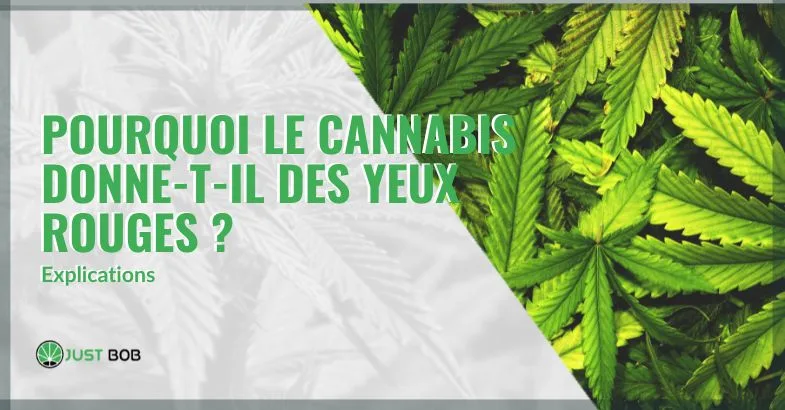 porquoi le cannabis donne - t - il des yeux rouge Explications Porquoi le cannabis donne t il des yeux rouge explications | just bob