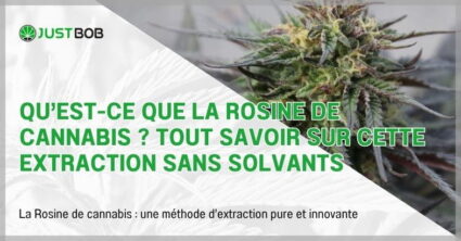 Qu’est-ce que la Rosine de cannabis ?
