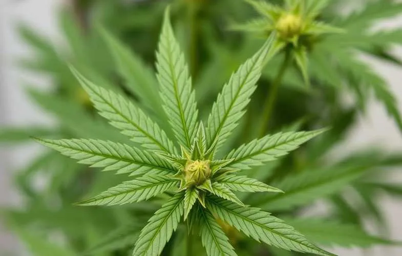 plante-de-cannabis La plante de cannabis
