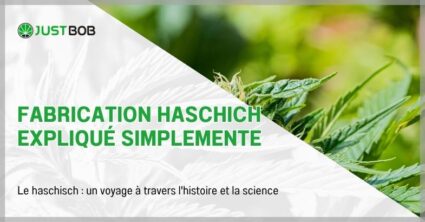 Fabrication haschich expliqué simplemente