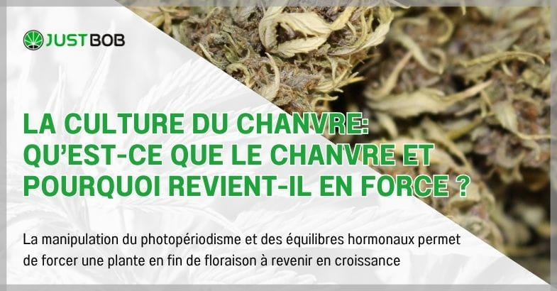 La culture du chanvre: qu’est-ce que le chanvre et pourquoi revient-il en force ?