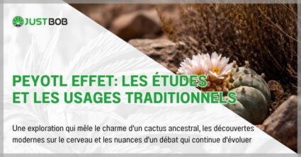 Peyotl effet: les études et les usages traditionnels