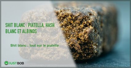 Banner de l'article shit blanc : piatella, hash blanc et cannabis albinos