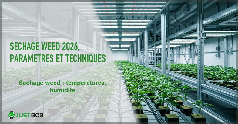 Banner de l'article sechage weed 2026, parametres et techniques