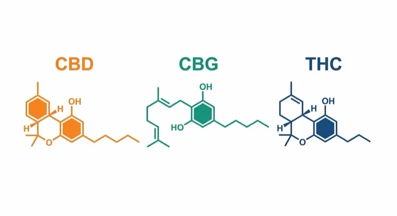 molecoles-cbd-cbg-thc-trim Illustration des trois structures chimiques moléculaires CBD en orange CBG en vert et THC en bleu sur fond blanc