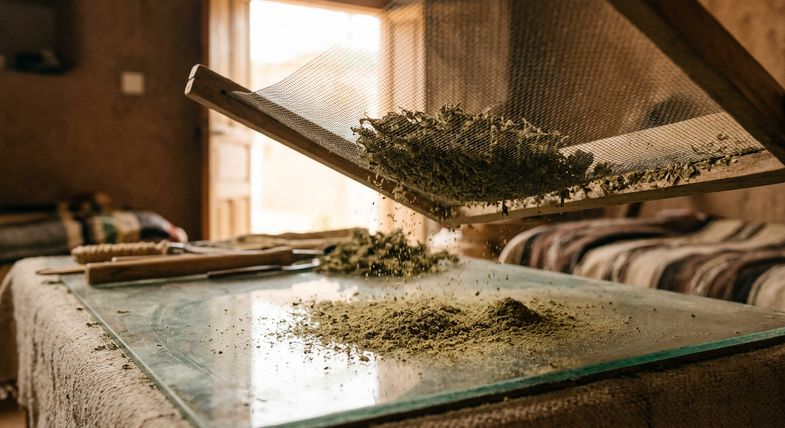 Tamisage traditionnel de resine de chanvre a travers des mailles fines pour production artisanale de hashish