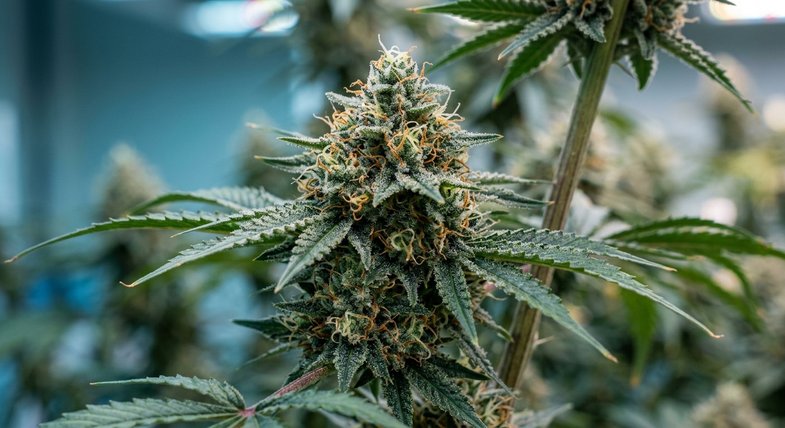 Plante de cannabis mature en pleine floraison, gros plan macro sur les têtes denses couvertes de trichomes et pistils oranges