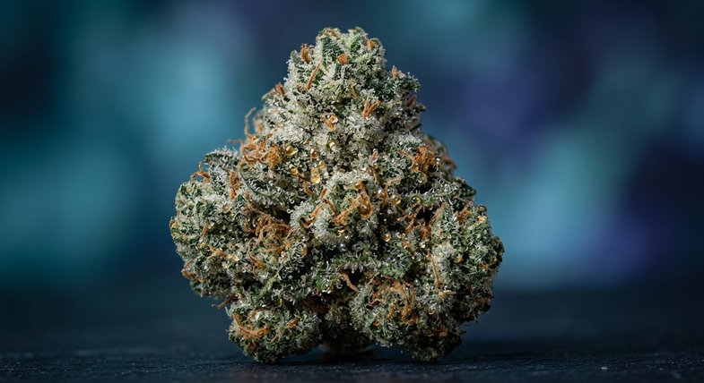 Tête de cannabis CBD style Gorilla Glue saturée de trichomes argentés et de gouttes de résine sur fond bleu sombre