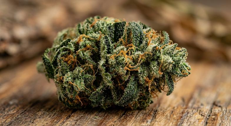 Vue détaillée d'une fleur de beuh CBD aux trichomes brillants caractéristiques des génétiques de chanvre industriel analysées en laboratoire