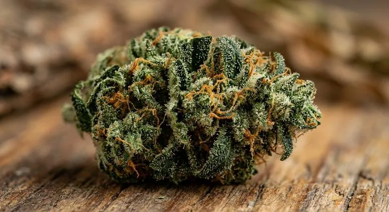 Vue détaillée d'une fleur de beuh CBD aux trichomes brillants caractéristiques des génétiques de chanvre industriel analysées en laboratoire