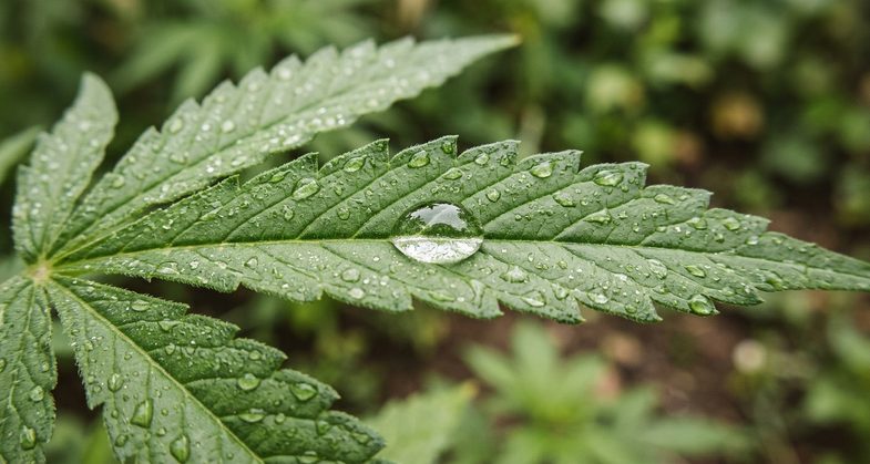 Feuille de cannabis sativa L. avec gouttes d'eau matinales illustrant la robustesse botanique des variétés de chanvre industriel les plus aromatiques