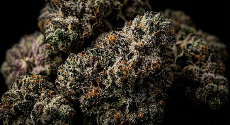 Vue rapprochée de trichomes sur une fleur de chanvre industriel montrant la densité et l'éclat caractéristique des variétés riches en cannabinoïdes