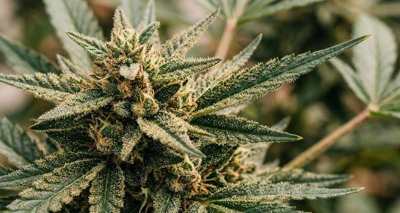 Macro d'une fleur de chanvre CBD couverte de trichomes résineux avec pistils orange et feuilles dentées