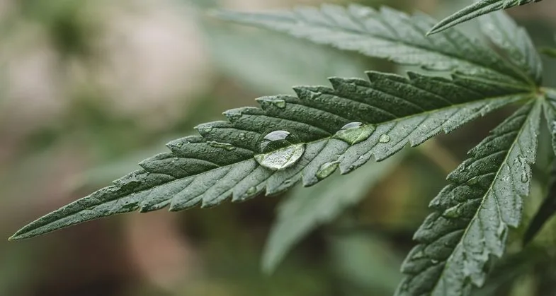 Feuille caractéristique de cannabis sativa L. avec gouttes d'eau illustrant l'identité botanique commune entre cannabis et marijuana au-delà du langage usuel