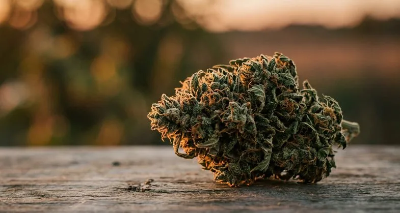 Fleur de cannabis sativa en gros plan posée sur une planche de bois au coucher du soleil avec lumière dorée et bokeh végétal en arrière-plan