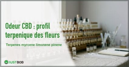 Banner de l'article odeur cbd : profil terpénique des fleurs