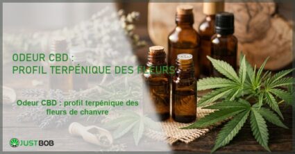 Banner de l'article odeur cbd : profil terpénique des fleurs