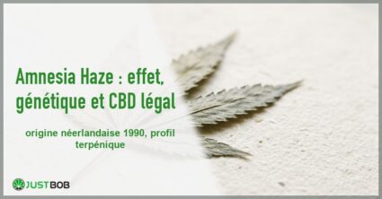 Banner de l'article amnesia haze : effet, génétique et cbd légal