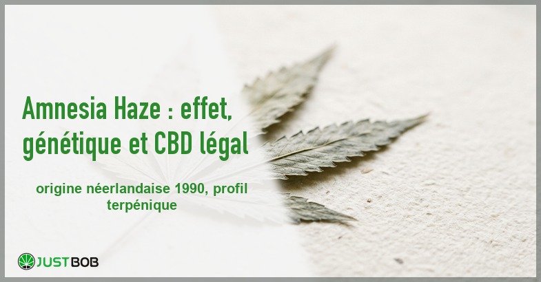 Banner de l'article amnesia haze : effet, génétique et cbd légal