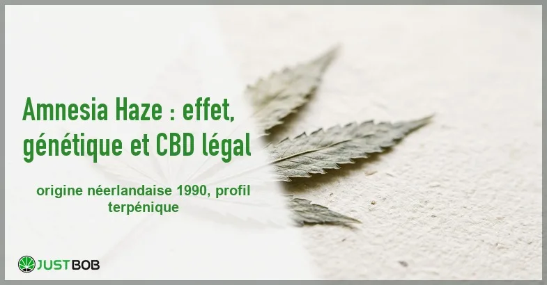 featured-amnesia-haze-effet Banner de l'article amnesia haze : effet, génétique et cbd légal