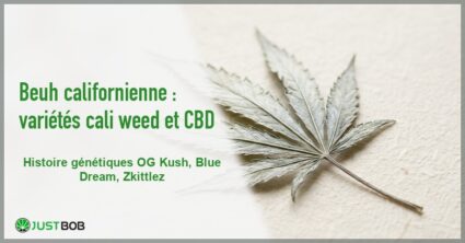 Banner de l'article beuh californienne : varietes cali weed et cbd