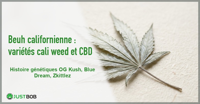 Banner de l'article beuh californienne : varietes cali weed et cbd
