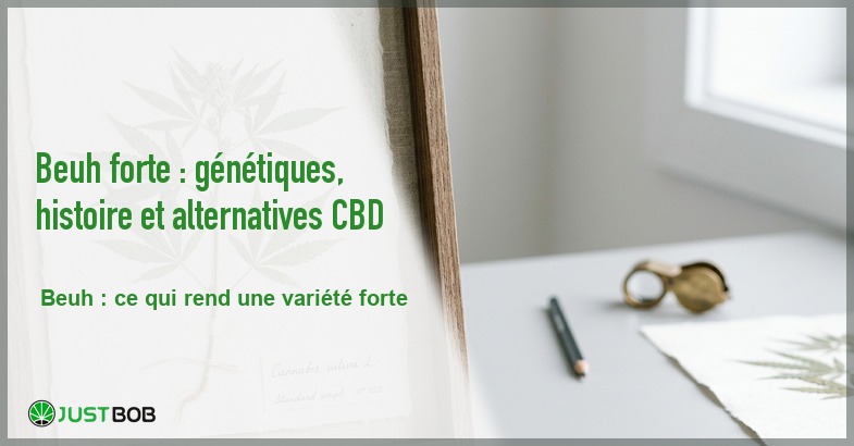 Banner de l'article beuh forte : génétiques, histoire et alternatives cbd
