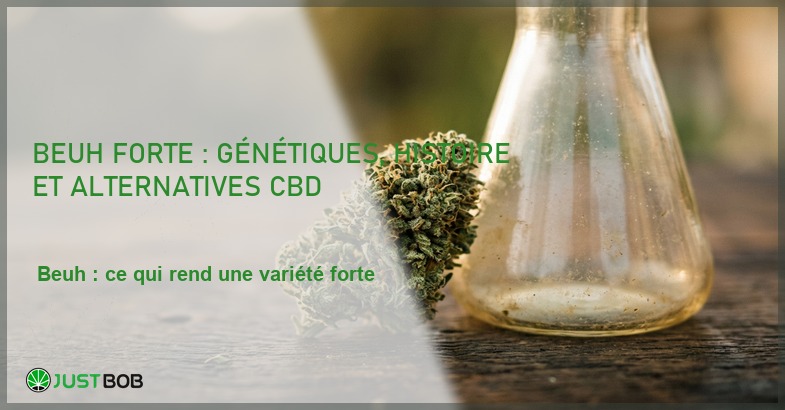 Banner de l'article beuh forte : génétiques, histoire et alternatives cbd