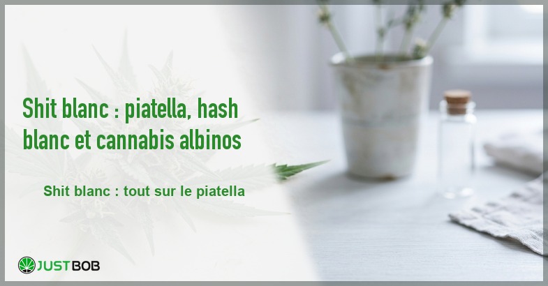 Banner de l'article shit blanc : piatella, hash blanc et cannabis albinos